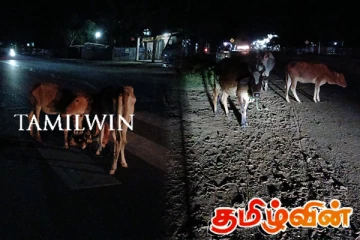 கிளிநொச்சியில் கட்டாகாலி கால்நடைகளால் வீதி போக்குவரத்து பாதிப்பு