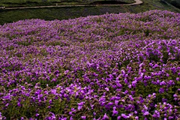 12 ஆண்டுகளுக்கு ஒரு முறை பூத்து குலுங்கும் நீலக்குறிஞ்சி மலர்கள் ; நுவரெலியாவுக்கு படையெடுக்கும் சுற்றுலா பயணிகள்!