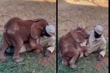 நபர் ஒருவரை கட்டியணைத்து கொஞ்சி விளையாடிய குட்டி யானை - க்யூட் வீடியோ!