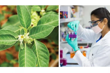 இந்த மூலிகை மருந்து கொரோனாவிற்கு எதிராக சிறப்பாக செயல்படுகிறதா? பிரித்தானியாவின் அடுத்த முயற்ச்சி