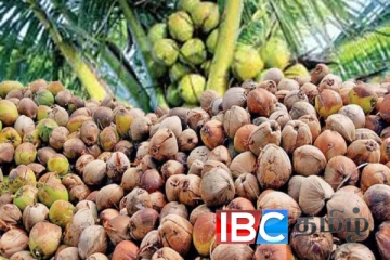 இலங்கையில் தேங்காய் அறுவடையில் ஏற்படப்போகும் புரட்சி