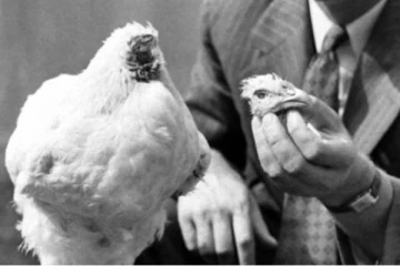 தலையை வெட்டிய பிறகும் உயிருடன் திரியும் கோழி: இந்த அதிசய கதையை கேட்டால் அசந்து போவீங்க!