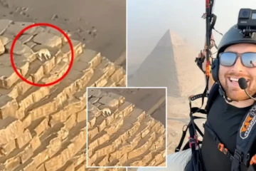 மனிதனால் சுற்றிப் பார்க்க முடியாத பிரமிட்டின் உச்சியில் ஏறி நாய் ; வைரலாகும் வீடியோ