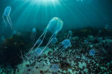 பூமியில் உள்ள மிகவும் விஷமுள்ள விலங்கு எது தெரியுமா? மனிதனை வேகமாக கொல்லும்