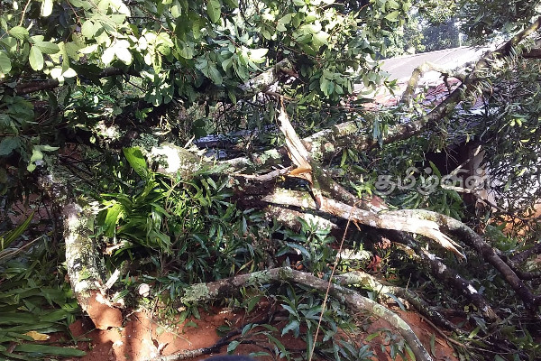 மாமாவின் இறுதிக் கிரியைகளில் கலந்து கொள்வதற்கு வந்திருந்த மருமகன் மீது மரம் விழுந்து பலி | Tree Fell On The Son In Law Who