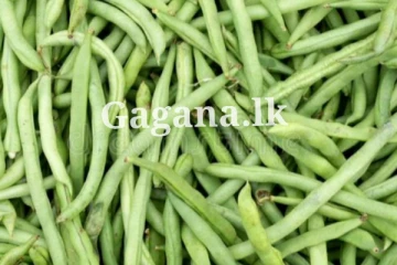 බෝංචි මිලට මෙහෙම වෙයි කියලා හිතුණේ නෑ නේද?. වැස්සෙ ඇස් උඩ යන්නම ගිය ගාණ මෙන්න..