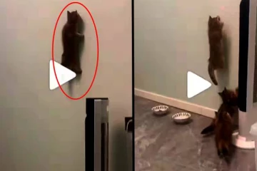 ஸைபடர்மேன் அவதாரம் எடுத்த பூனை.. சுவரில் கடகடவென நடந்து சென்ற அதிசயம்!