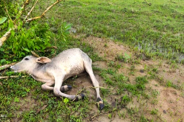 மட்டக்களப்பில் கால்நடைகளுக்கு ஏற்படும் அவலநிலை : 5 நாட்களில் கொல்லப்பட்ட 15 மாடுகள்