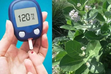 சர்க்கரை நோயை கட்டுக்குள் வைக்கனுமா? இந்த மூலிகை இலைகள் ஒன்றே போதுமாம்