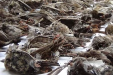 பறவைகளுக்கு நஞ்சூட்டியவர்களுக்கு எதிராக சட்ட நடவடிக்கை எடுக்குமாறு கோரிக்கை