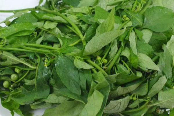 மணத்தக்காளி கீரையின் மருத்துவ மகிமை ; நீரிழிவு நோயாளிகள் முதல் கருப்பை ஆரோக்கியம் வரை தீர்வு | Manathakkali Greens Diabetes Womb