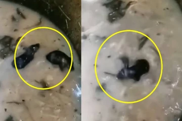 சாப்பிடும் soup இல் கட்டி உருண்டு சண்டை பிடிக்கும் எலிகள்! அதிர்ச்சியில் உறைய வைத்த காட்சி