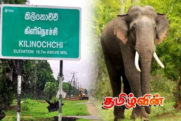 கிளிநொச்சியில் உயிரிழந்த நிலையில் காட்டு யானை ஒன்று மீட்பு