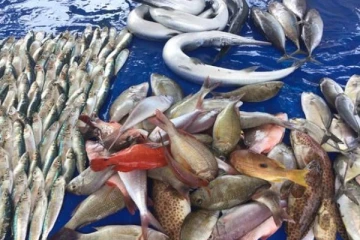 இலங்கையில் மீன்களின் விலைகளில் சடுதியாக ஏற்பட்டுள்ள பாரிய மாற்றம்!