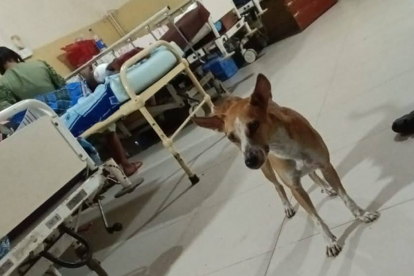 யாழ் வைத்தியசாலையில் பலரையும் வியக்க வைத்த ஐந்தறிவு ஜீவன் பாசம்! | Amazing Dog Love At Jaffna Hospital