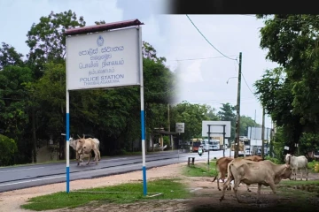 தம்பலகாமம் பிரதான வீதியில் கட்டாக்காலி மாடுகளின் நடமாட்டம் அதிகரிப்பு: மக்கள் விடுத்துள்ள கோரிக்கை