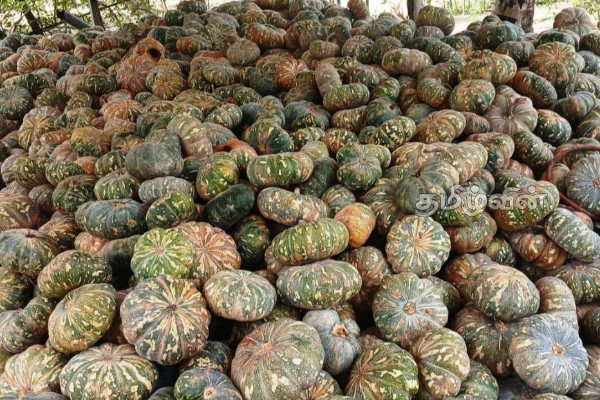 முல்லைத்தீவில் 10 ஆயிரம் கிலோவுக்கு அதிகமான பூசணிகளை விளைவித்த விவசாயின் நிலை | Farmers Concerned About Pumpkin Harvest