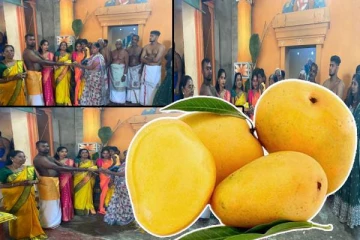 தமிழர் பகுதியில் 6 இலட்சத்திற்கு ஏலம் போயுள்ள மாம்பழம்