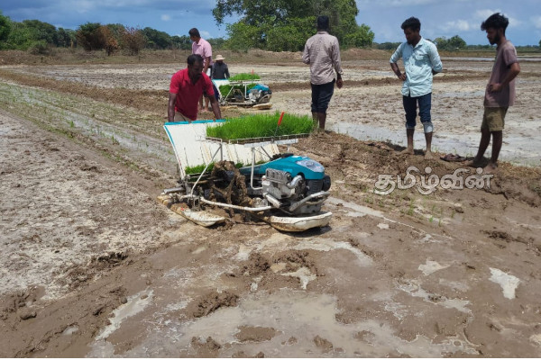 கிளிநொச்சி-யூனியன் குளம் பகுதியில் இயந்திர நாற்று நடுகை | Mechanical Seedling Planting In Union Pond Area
