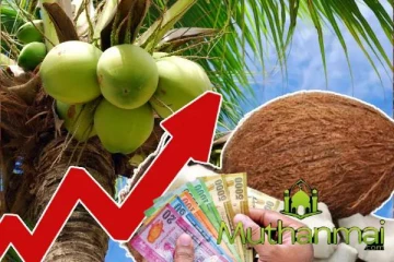 நாட்டில் தேங்காயின் ஏற்றுமதி வருமானம் அதிகரிப்பு