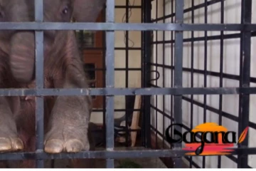 අතරමං වුණු පුංචි අලි පැටවා වනජීවි භාරයට