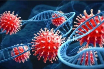 කොරෝනා නව ප්‍රභේදයක්..මරණ සහ රෝහල්ගත කිරීම් ඉහළ යයි..