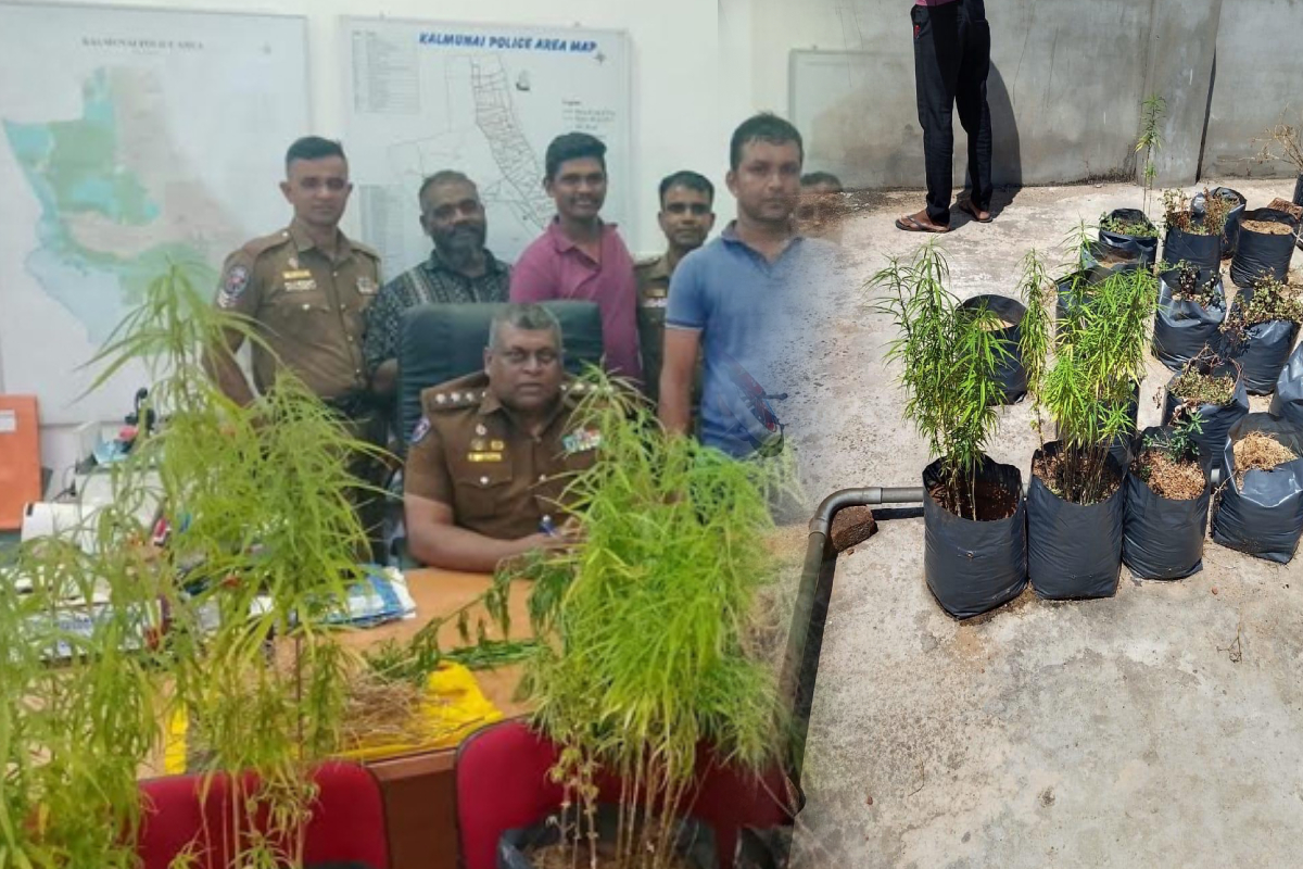 கல்முனையில் முற்றுகை இடப்பட்ட வீடு; பொலிஸாருக்கு காத்திருந்த அதிர்ச்சி | Cannabis Plants On The Rooftop House In Kalmuna கல்முனையில் முற்றுகை இடப்பட்ட வீடு; பொலிஸாருக்கு காத்திருந்த அதிர்ச்சி | Cannabis Plants On The Rooftop House In Kalmuna