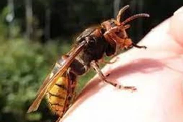 குளவி கொட்டிற்கு இலக்காகிய குடும்பஸ்தர் பரிதாப மரணம்