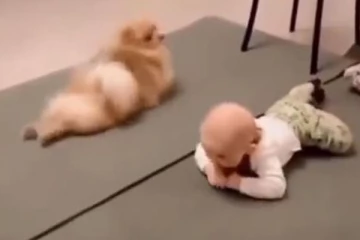 தாயாக மாறி குழந்தைக்கு கற்று கொடுத்த நாய்!  மில்லியன் இதயங்களை வென்ற காட்சி