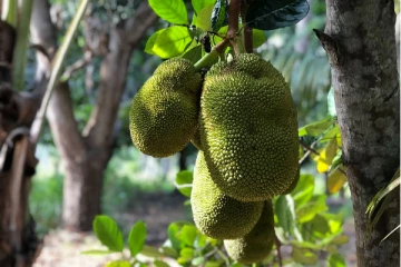 மக்களுக்கு வழங்கப்பட வேண்டிய அனுமதி தொடர்பில் அமைச்சரவையில் முக்கிய யோசனை! செய்திகளின் தொகுப்பு