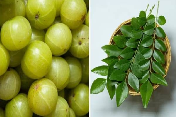 நெல்லிக்காயுடன் கறிவேப்பிலையை ஒன்னா சாப்பிடுங்க... உடலில் இந்த மாற்றங்கள் உறுதி! | Benefits Of Eating Amla And Curry Leaves Together