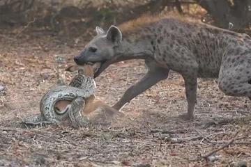 ஒரு பக்கம் மலைப்பாம்பு... மறுபக்கம் கழுதைப்புலி: நடுவில் சிக்கிக்கொண்ட குட்டி மானுக்கு ஏற்பட்ட பரிதாப நிலை