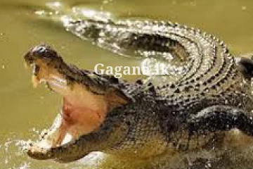 කැළණි ගඟේ දිය නාමින් සිටි දරුවෙකු බිහිසුණු ලෙස කිඹුලෙක් ඇදගෙන ගිය අවාසනාවන්ත සිදුවීම..