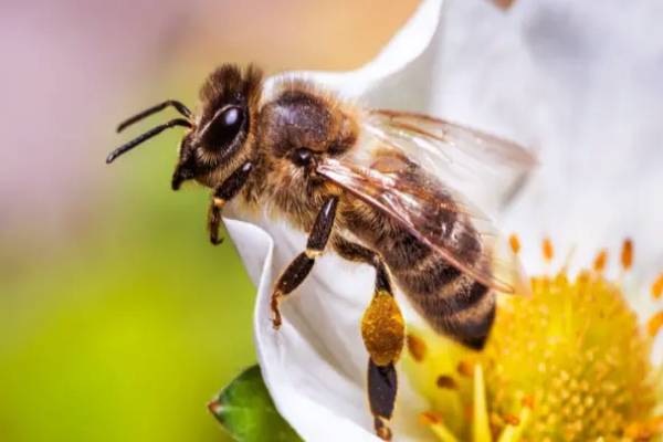 மனிதர்களை கொட்டிய பின்னர் உண்மையில் தேனீ இறக்குமா? | Honey Bee Die After Stinging Humans Reasons