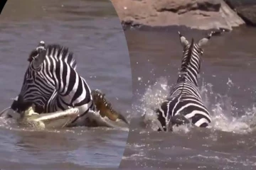 சுற்றிவளைத்த முதலைகள்! நுலிழையில் உயிர்தப்பிய வரிக்குதிரையின் திக் திக் நிமிடங்கள்