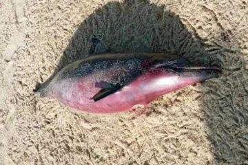 சிவப்பு வயிறுடன் இறந்த நிலையில் கரையொதுங்கிய டொல்பின்!