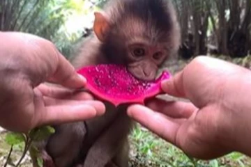 முதல் முறை டிராகன் பழம் சாப்பிடும் குரங்கு குட்டி…. வேறலெவல் ரியக்சன்!