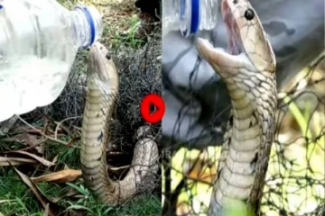 போத்தல் தண்ணீரை அண்ணாந்து குடிக்கும் பாம்பு! மிரண்டு போன இணையவாசிகள்