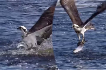 Viral Video: தண்ணீரில் தென்பட்ட மீன்... கழுகின் அசத்தான வேட்டை காட்சி