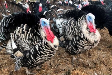 கனேடிய மாகாணம் ஒன்றில் பரவும் பறவைக்காய்ச்சல்: பரபரப்படைந்துள்ள விவசாயிகள்