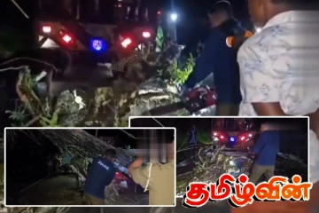 மரம் விழுந்து முறிந்ததில் விபத்துக்குள்ளான கார்