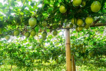 றீ(ச்)ஷா ஒருங்கிணைந்த பண்ணையில் காய்த்துக் குலுங்கும் கொடித்தோடை (Video)