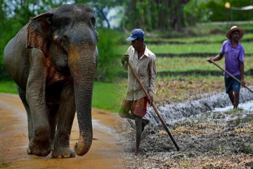 யானை தாக்கி இருவர் பரிதாப மரணம்