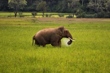 யானை தாக்குதல் : இருவர் படுகாயம்