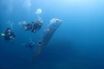 ஸ்கூபா டைவர்ஸ் படம் பிடித்த அந்த ராட்சத துருப்புமீன்... அதன் பின்னணியில் மரண பயத்தை ஏற்படுத்தும் தகவல்