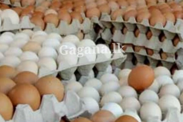 හෙට තමයි ඒ දවස - බිත්තර වලට කුමක් වෙයි ද?. හෙට කරන්න යන දේ මෙන්න.