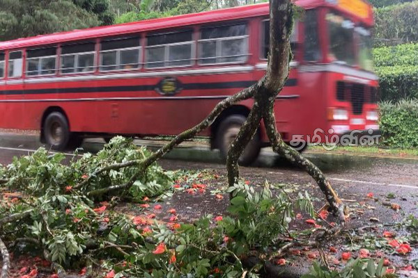 நுவரெலியாவில் மரக்கிளை முறிந்து விழுந்து போக்குவரத்து பாதிப்பு | Fallen Tree Branch Disrupts Traffic