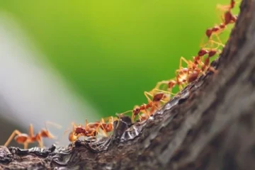 வாழ்நாள் முழுவதும் ஒருமுறை கூட தூங்காத உயிரினம்.., எது தெரியுமா?