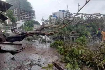 புறக்கோட்டைதொடருந்து நிலையத்திற்கு முன்பாக வீழ்ந்த பாரிய மரம் (படங்கள்)