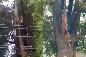 தொடர்ந்து தீ பிடித்து எரியும் ராட்சத புளியமரம்..மர்மம் என்ன?